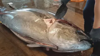 Fluency Cutting Skills for 458kg Super-Giant Bluefin Tuna