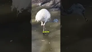 My Birds Fail at Ice Skating @TheUrbanRescueRanch