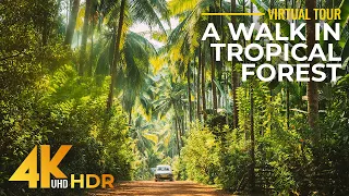 Tropical Forest Walk along the Ocean Coast - Incredible Nature of Hawaii in 4K HDR