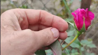 rose grafting  rose grafting