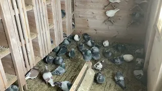Продовжуємо вибраковувати голубів . Починаю підбирати голубів в пару . Як я це роблю .