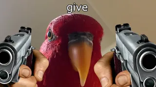 RED BIRB WANTS THE SAUCE