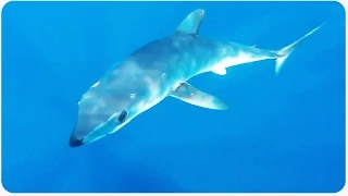 Shark Surprises Cameraman | Make Way for the Gills