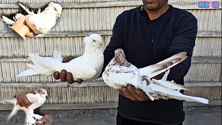 АНЖАНИСКИЙ КАБУТАРЛАР ANDIJAN PIGEONS TOMOSHA UCHUN АНДИЖАНИСКИЙ ГОЛУБИ ШАХРИХОН КАБУТАРЛАРИ