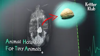 Today's Patient: Turtle l Animal Hospital For Tiny Animals Ep 9