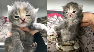 Stray cat gave birth to 4 kittens but only 1 surviving