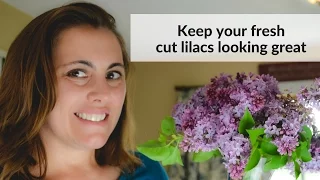 How to keep lilacs fresh after cutting.