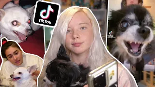 TikTok and the Ab*se of Small Dogs