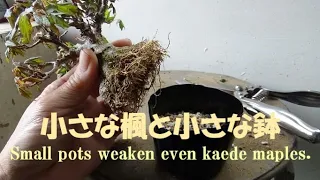 盆栽工房 春嘉 #250 【カエデの植え替え】小さな鉢で長く持ち込むことの難しさ　Difficult to grow bonsai in small pots.