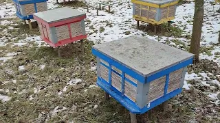 Beekeeping. Итальянка в феврале.