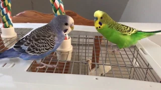 Kiwi and Pixel play on the cage - loud!