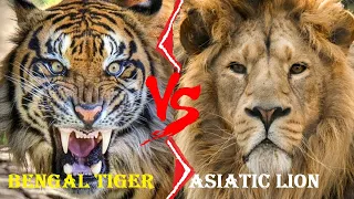 Asiatic Lion VS Bengal Tiger - Asiatic Lion VS Bengal Tiger Who Would Win