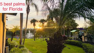 Top 5 palm trees for all of Florida 🌴