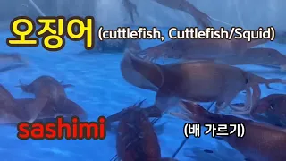 오징어 스피드 🔪탈피 숙련자 (cuttlefish, Cuttlefish/Squid) sashimi / 회뜨기