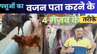 4 गजब तरीके 😇 गाय का वजन कैसे नापे pashu ka vajan kaise nape पशु का वजन कैसे नापे