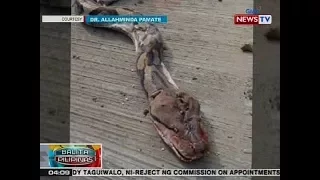 BP: 7 metrong sawa, pinatay habang nilalamon ang isang kambing sa Tawi-Tawi