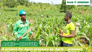 How youths in Cameroon are successful in 🌽corn (Maize)  farming with very little capital