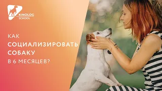 Как социализировать собаку в 6 месяцев?