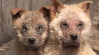 Две больные собачки шокировали своим видом… С ними была еще и третья, вот только выйти к людям