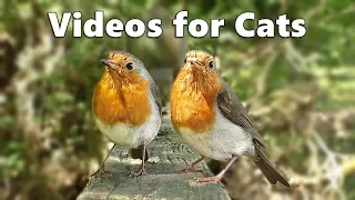 Videos for Cats and Dogs to Watch : Birds Spectacular