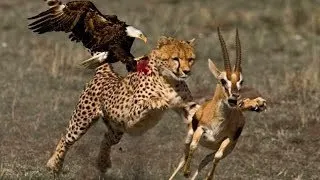 The Best Of Eagle Attacks  - Most Amazing Moments Of Wild Animal Fights! Wild Discovery Animals