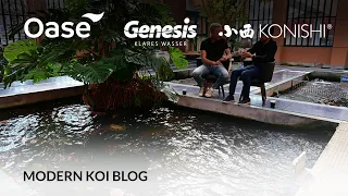 Modern Koi Blog #5645 - Live aus Japan: Wie viele Koiausstellungen gibt es in Japan