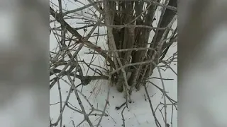 Feeding wild pheasants.