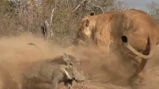 Lion attacks, The Giant lion attack. Warthog hunting, Great attack.