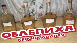 (18+) ОБЛЕПИХА Красноплодная - НАСТОЙКА из Шефердии (Спирт, Самогон, Водка)