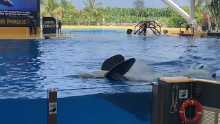 Ocean Orca Loro parque Tenerife 2021