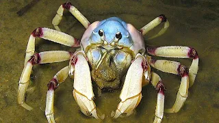 Facts: The Light Blue Soldier Crab