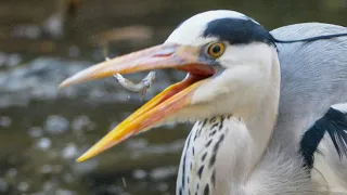 All in one mouthful.. A close look at the Heron, the king of the rivers (a.k.a "Therone*s)