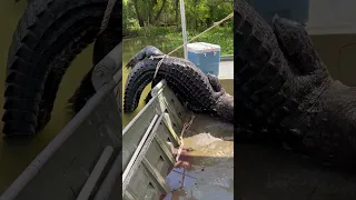 Needed to tie up the ALLIGATOR TAIL to get him in our BOAT  #hunting #louisiana