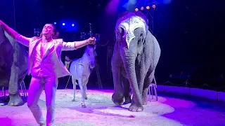 Elephant in circus