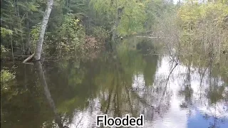 Beavers Gonna Be ANGRY/ Beaver Dam Removal