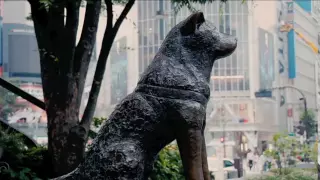 Hachiko Tribute 2010