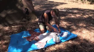 Caping a trophy deer for a shoulder mount