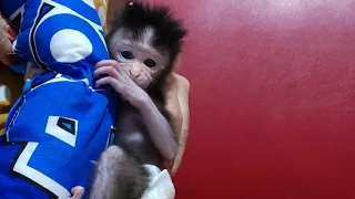 Newcomer Newborn Baby Monkey with Chibo Morning