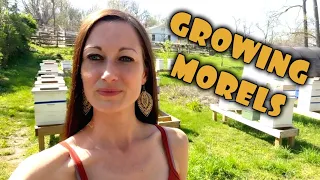 GROW MORELS UPDATE