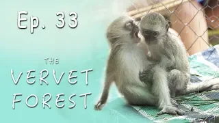 Baby Monkey Troop Integration Goes Wrong - Vervet Forest - Ep. 33
