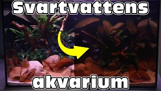 Svartvattensakvarium! Aquascape tutuorial