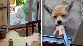 Friendly Fox Cubs Visit Uk House For Snacks