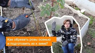 Как обрезать розы осенью и подготовить их к зиме?