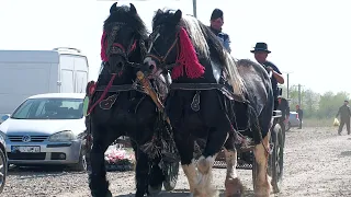 Armăsarii lui Nelu Maioru de la Vicovu de Sus - Bucovina 2024