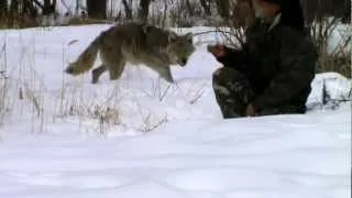 Хороший Егерь и с волками в мире.