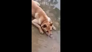 Собака пускает пузыри | Dog blowing bubbles