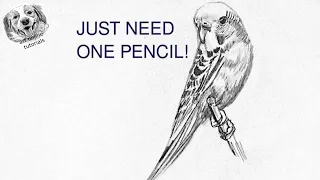 How to Draw a Bird / follow along drawing lesson