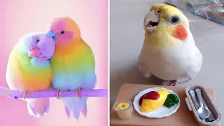Cute Baby Animals 🔴 Funny Parrots and Cute Birds Compilation (2020) Loros Adorables Recopilación #7