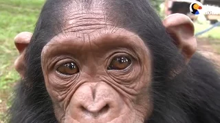 Chimp Rescued After Her Mom Taken By Poachers | The Dodo