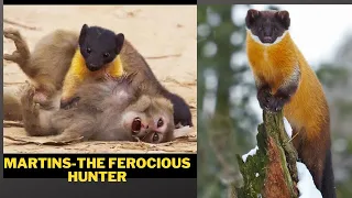 MARTENS -A Ferocious Hunter, Martens hunts monkeys and deer, Kharza